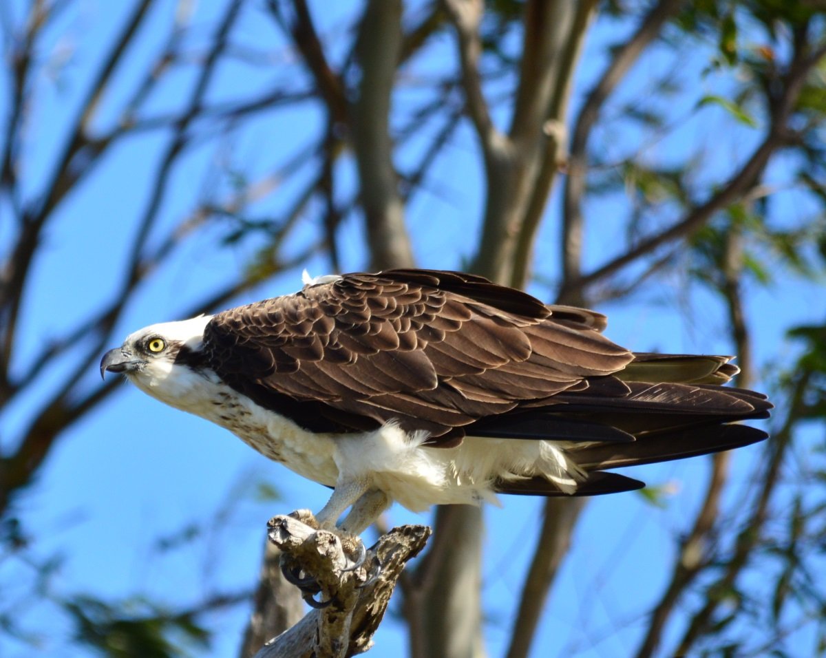 osprey taxonomy